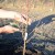 How to properly prune a peach in spring and why it is so important