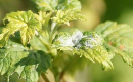 Diseases and pests of currants, methods of combating them, preventive measures