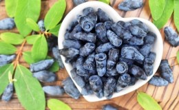 Beneficial properties of honeysuckle for the male body