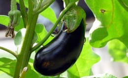 When to remove eggplants from a bush in a greenhouse and open ground and how to store the crop