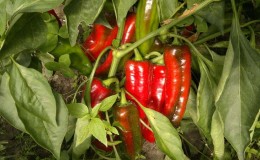 What you shouldn’t plant hot pepper next to: crop rotation rules and growing secrets