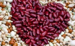 How beans affect the body: benefits and harms, secrets of preserving vitamins and rules of consumption