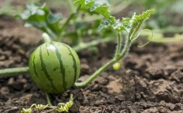 Features of growing watermelons in Siberia in open ground: step-by-step instructions