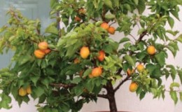 How to plant an apricot from a seed at home