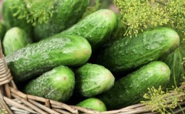 Yield hybrid of Mirabella cucumbers for greenhouses and open ground