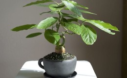 Does a home-grown avocado bear fruit or not?