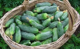 When is it better to pick cucumbers, in the morning or in the evening, and what determines the characteristics of harvesting?