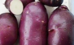 High-yielding purple potato variety Cornflower from domestic breeders