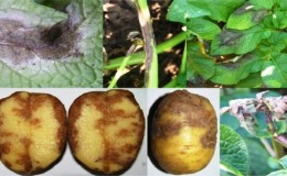 What is potato late blight: description of the disease and treatment methods
