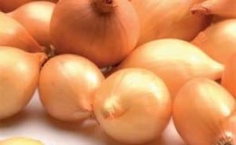 Early ripening onion variety Alpha, which stores well