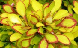Picturesque variety of barberry Maria for garden decoration