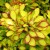 Picturesque variety of barberry Maria for garden decoration