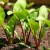 How to properly water beets with salt water - the proportions of the solution and instructions for processing the vegetable for its sugar content