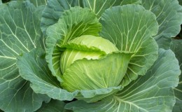 Mid-season resistant cabbage hybrid Gloria f1