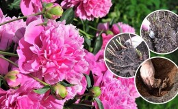 When is it necessary to transplant peonies to another place in the summer and how to do it correctly