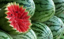 When do watermelons ripen and how to determine their degree of ripeness?