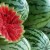 When do watermelons ripen and how to determine their degree of ripeness?