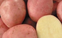 A promising, unpretentious and productive Desiree potato variety from Dutch breeders