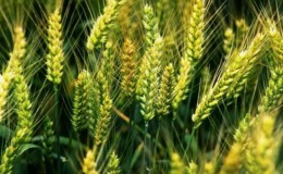 Review of winter wheat variety Yuka