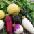 What is the difference between rutabaga and turnip and how to tell them apart