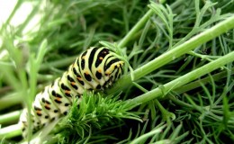 How to get rid of caterpillars on dill: the most effective pest control methods
