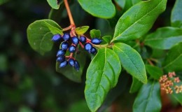 What is wild honeysuckle, where does it grow and what is it used for?