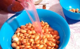 Processing onions before planting before winter