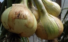 Medium-late onion variety with very large heads Exhibition