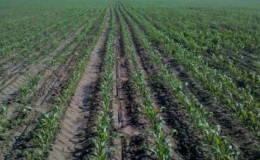 How to soak corn for planting and grow a rich harvest from ready-made seeds