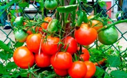 Does the Lakomka tomato live up to its name and what do vegetable growers say about the variety?