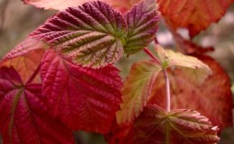Raspberry leaves turn red in June: why does this happen and what to do about it