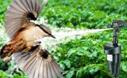Protecting the harvest wisely: what birds eat honeysuckle and how to scare them away