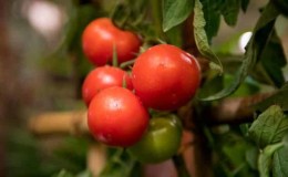 Is it true that the Kukla tomato is the best variety for growing in a greenhouse?