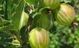 Mid-early green gooseberry variety Malachite