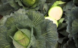 High-yielding unpretentious cabbage hybrid Kilaton f1