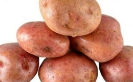 Disease-resistant table potato variety Kurazh from Holland