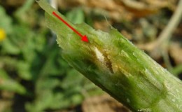 Causes and methods of treatment of black plaque on cucumber leaves in a greenhouse