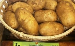 High-yielding, unpretentious table potato variety Innovator
