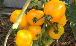 The best varieties of yellow tomatoes for the greenhouse: getting to know the brightest representatives and choosing the right type