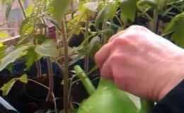 How to feed tomato seedlings so that they have plump stems and how to do it correctly