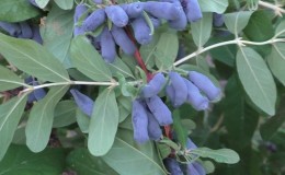 An unpretentious frost-resistant variety of honeysuckle Morena