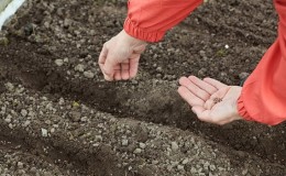 How to sow cabbage correctly before winter