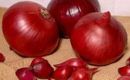 Mid-season onion variety Carmen with a mildly pungent taste