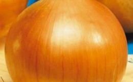 Large mid-season onion variety Globo: reviews from summer residents and features of agricultural technology