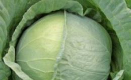 High-yielding cabbage variety Moskovskaya Pozdnaya