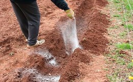 What types of fertilizers are best to use when planting potatoes?