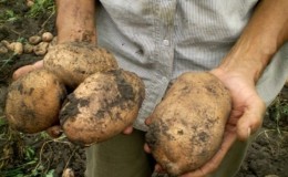 Who grew the largest potato in the world and what it looks like