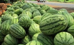 What is good about Astrakhan watermelon and why farmers love it so much