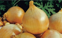 Early maturing, frost-resistant winter onion variety Shakespeare