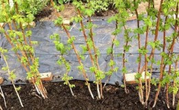 Step-by-step instructions on how to plant raspberries in spring correctly for beginner gardeners